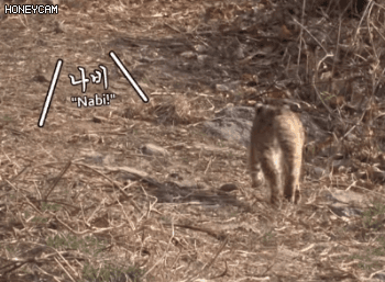 a5ca39b8a23c05e2cb8f4e3d7ab02a87_1581304294_4277.gif