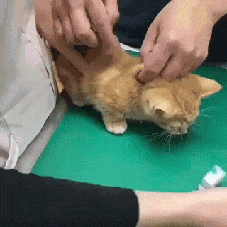a5ca39b8a23c05e2cb8f4e3d7ab02a87_1581304357_3327.gif
