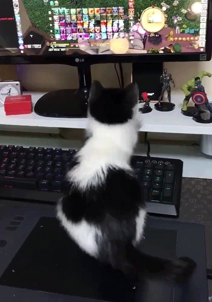 a5ca39b8a23c05e2cb8f4e3d7ab02a87_1581304456_3202.gif